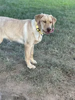 Sunny, a female Labrador Retriever for sale in Culpeper, VA – 8 of 8