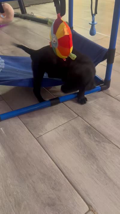 Pink collar , a female Labrador Retriever for sale in Culpeper, VA – 7 of 7