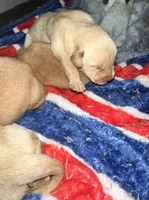 Sunny’s litter, a male Labrador Retriever for sale in Culpeper, VA – 5 of 10