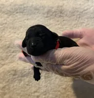 Red collar, a female Labrador Retriever for sale in Culpeper, VA – 2 of 5