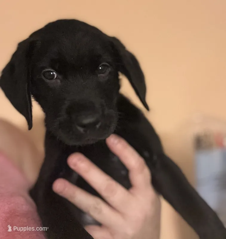 Yellow collar – Labrador Retriever puppy for sale in Culpeper, VA