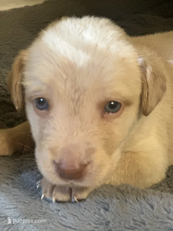 Daisey – Labrador Retriever puppy for sale in Culpeper, VA
