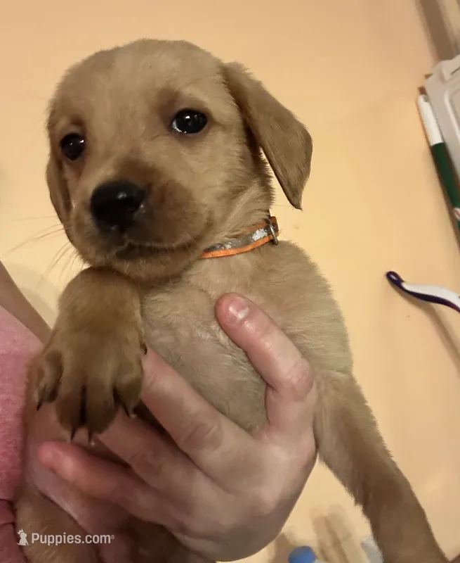 Orange collar – Labrador Retriever puppy for sale in Culpeper, VA