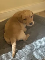 Mickey, a male Labrador Retriever for sale in Culpeper, VA – 2 of 10