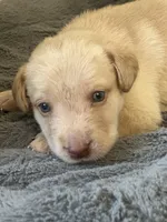 Donald, a male Labrador Retriever for sale in Culpeper, VA – 3 of 8
