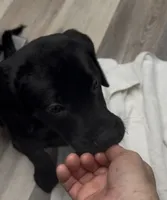 Blue collar, a male Labrador Retriever for sale in Culpeper, VA – 4 of 10