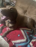 London, a female Labrador Retriever for sale in Culpeper, VA – 2 of 4