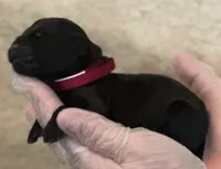 Maroon collar , a female Labrador Retriever for sale in Culpeper, VA – 4 of 4