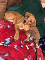 Stevie, a female Labrador Retriever for sale in Culpeper, VA – 4 of 9