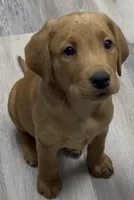 Orange collar, a male Labrador Retriever for sale in Culpeper, VA – 2 of 10