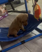 Orange collar, a male Labrador Retriever for sale in Culpeper, VA – 5 of 8