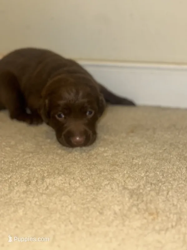 Purple collar – Labrador Retriever puppy for sale in Culpeper, VA