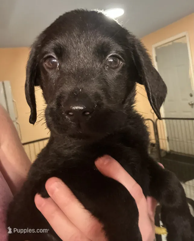 Pink collar  – Labrador Retriever puppy for sale in Culpeper, VA