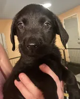 Pink collar , a female Labrador Retriever for sale in Culpeper, VA – 1 of 7