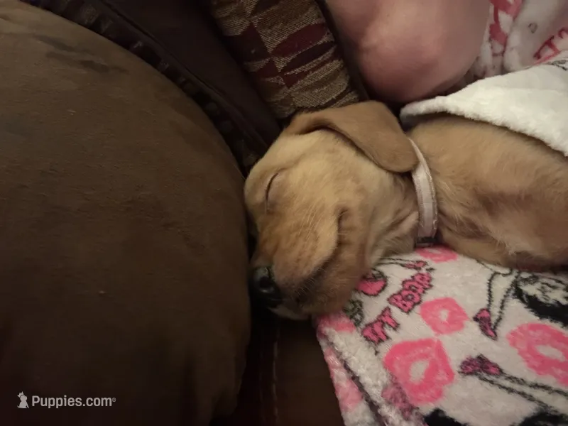Purple collar – Labrador Retriever puppy for sale in Culpeper, VA