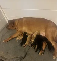 Jinx’s litter, a  Labrador Retriever for sale in Culpeper, VA – 1 of 9