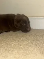 Purple collar, a female Labrador Retriever for sale in Culpeper, VA – 2 of 7