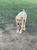Sunny, a female Labrador Retriever for sale in Culpeper, VA – 4 of 8