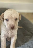 Donald, a male Labrador Retriever for sale in Culpeper, VA – 2 of 8