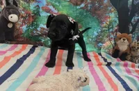 Black collar, a female Labrador Retriever for sale in Culpeper, VA – Photo 3 of 4