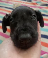 Black collar, a female Labrador Retriever for sale in Culpeper, VA – Photo 4 of 4