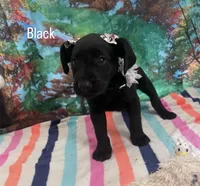 Black collar, a female Labrador Retriever for sale in Culpeper, VA – Photo 2 of 4