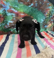 Black collar, a female Labrador Retriever for sale in Culpeper, VA – Photo 1 of 4
