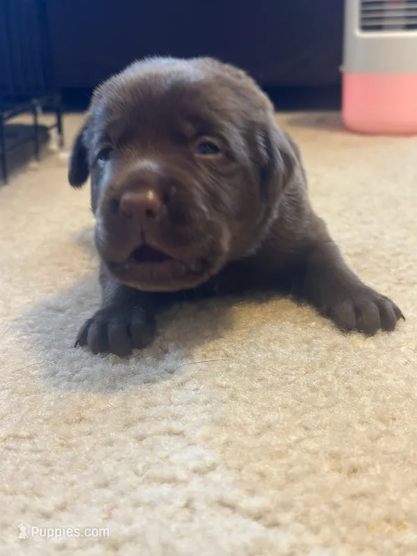 Tan collar – Labrador Retriever puppy for sale in Culpeper, VA