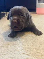 Tan collar, a male Labrador Retriever for sale in Culpeper, VA – 1 of 6