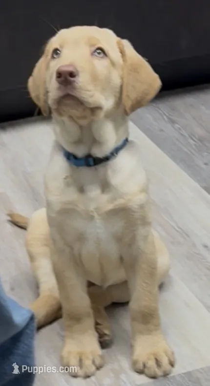 Donald – Labrador Retriever puppy for sale in Culpeper, VA