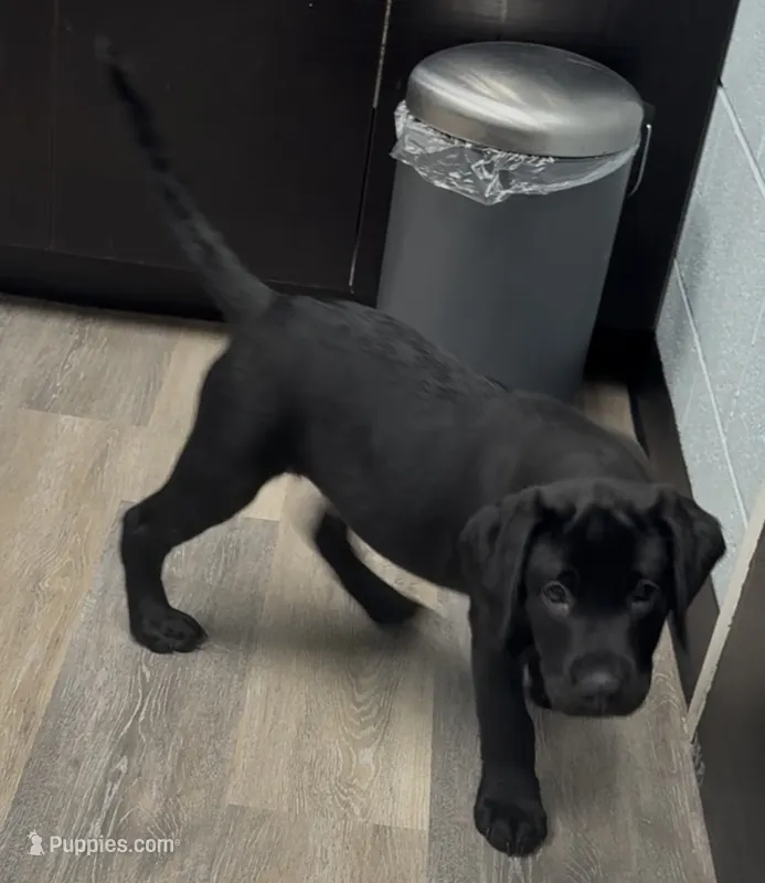 Blue collar – Labrador Retriever puppy for sale in Culpeper, VA