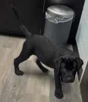 Blue collar, a male Labrador Retriever for sale in Culpeper, VA – 1 of 10