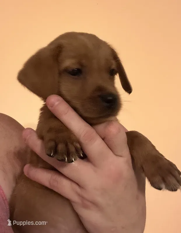 Black collar – Labrador Retriever puppy for sale in Culpeper, VA
