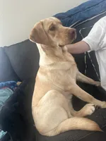 Sunny, a female Labrador Retriever for sale in Culpeper, VA – 3 of 8