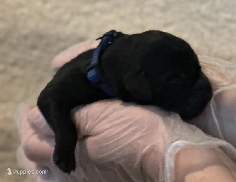 Blue collar  – Labrador Retriever puppy for sale in Culpeper, VA