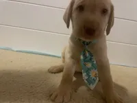 Donald, a male Labrador Retriever for sale in Culpeper, VA – 4 of 7