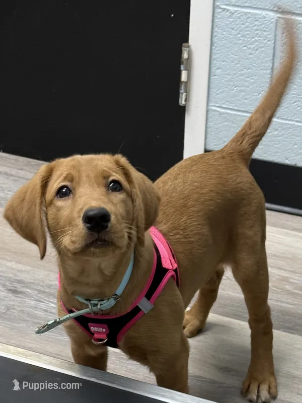 Purple collar – Labrador Retriever puppy for sale in Culpeper, VA