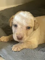 Daisey, a female Labrador Retriever for sale in Culpeper, VA – 5 of 5