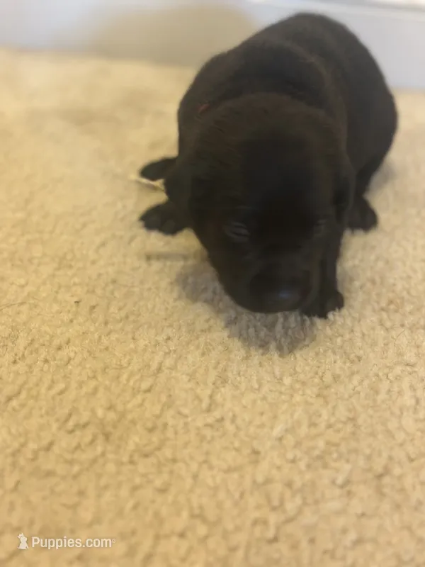 Maroon collar  – Labrador Retriever puppy for sale in Culpeper, VA
