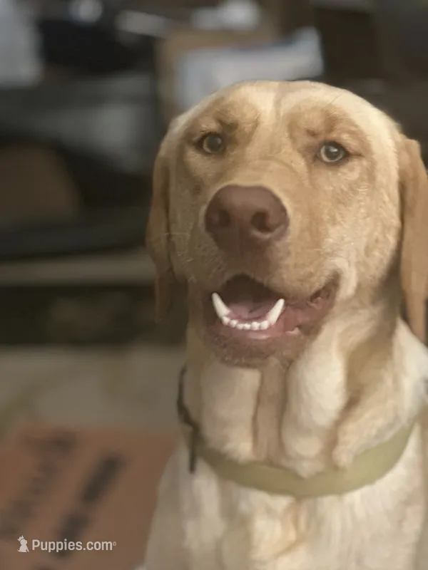Sunny – Labrador Retriever puppy for sale in Culpeper, VA