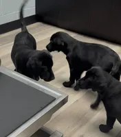 Pink collar , a female Labrador Retriever for sale in Culpeper, VA – 3 of 10