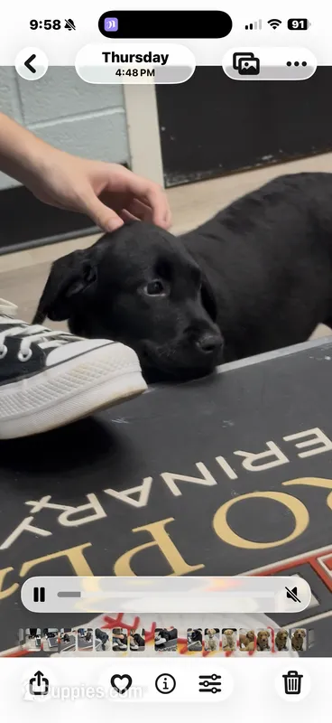 Pink collar  – Labrador Retriever puppy for sale in Culpeper, VA