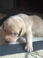 Pink collar, a female Labrador Retriever for sale in Culpeper, VA – 2 of 7
