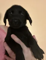 Pink collar , a female Labrador Retriever for sale in Culpeper, VA – 4 of 7