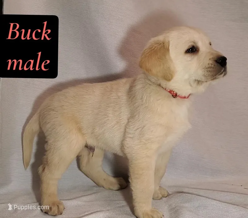 Buck – Labrador Retriever puppy for sale in Riverside, CA