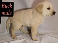 Buck, a female Labrador Retriever for sale in Riverside, CA – Photo 4 of 4