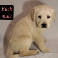Buck, a female Labrador Retriever for sale in Riverside, CA – Photo 3 of 4
