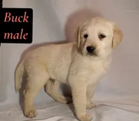 Buck, a female Labrador Retriever for sale in Riverside, CA – Photo 2 of 4
