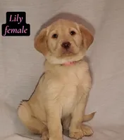 Lily, a female Labrador Retriever for sale in Riverside, CA – Photo 2 of 6