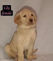 Lily, a female Labrador Retriever for sale in Riverside, CA – Photo 1 of 6